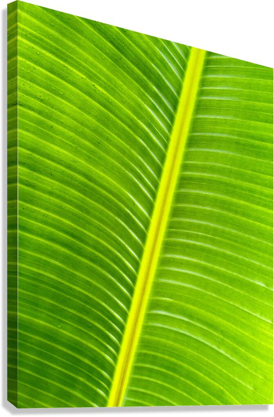 2504120 :: Giclée Stretched Canvas Print