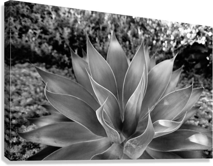 2504122 :: Giclée Stretched Canvas Print