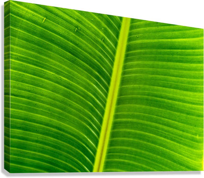 2504123 :: Giclée Stretched Canvas Print