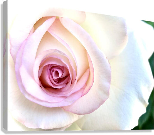 2504124 :: Giclée Stretched Canvas Print