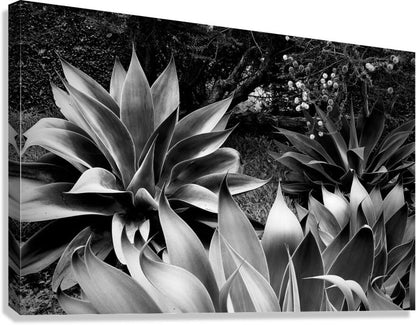 2504125 :: Giclée Stretched Canvas Print