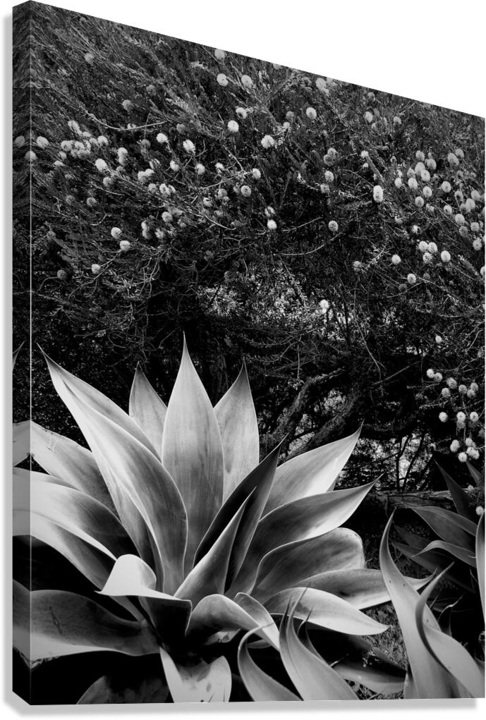 2504126 :: Giclée Stretched Canvas Print