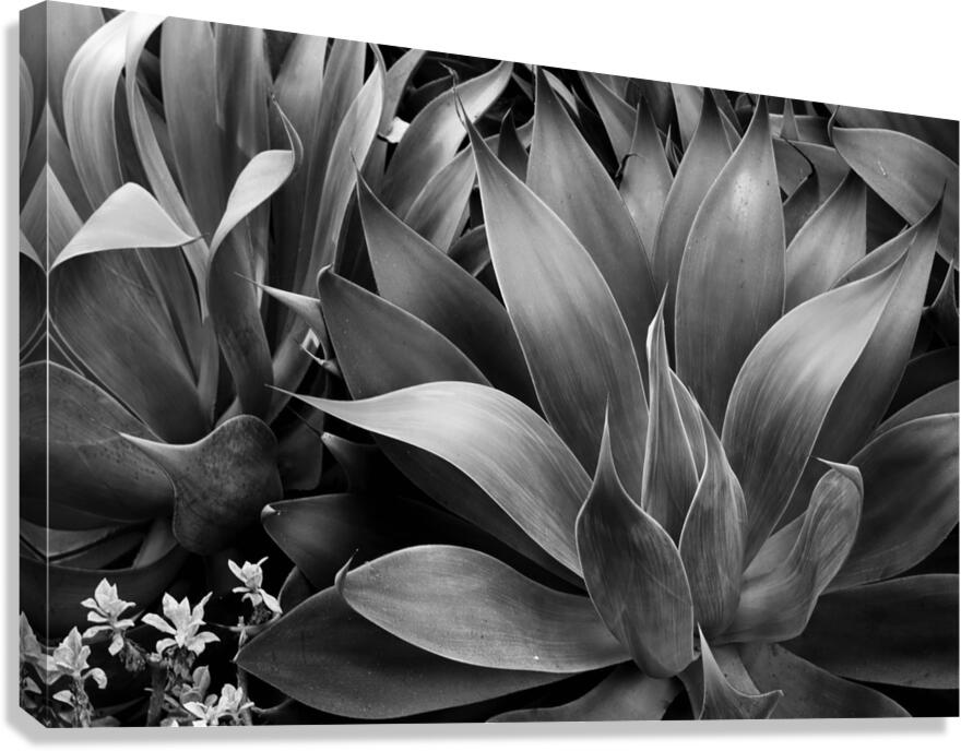 2506832 :: Giclée Stretched Canvas Print