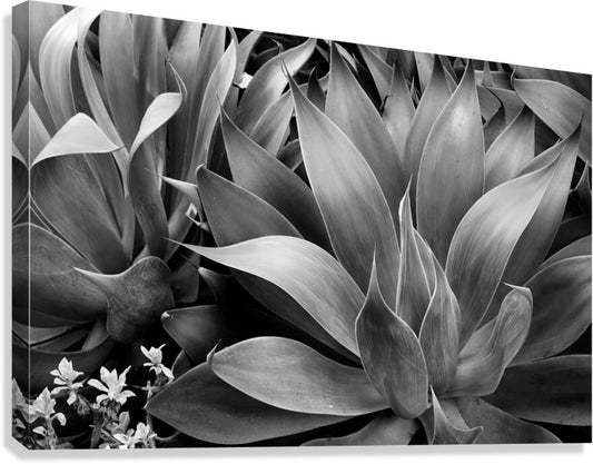 2506832 :: Giclée Stretched Canvas Print