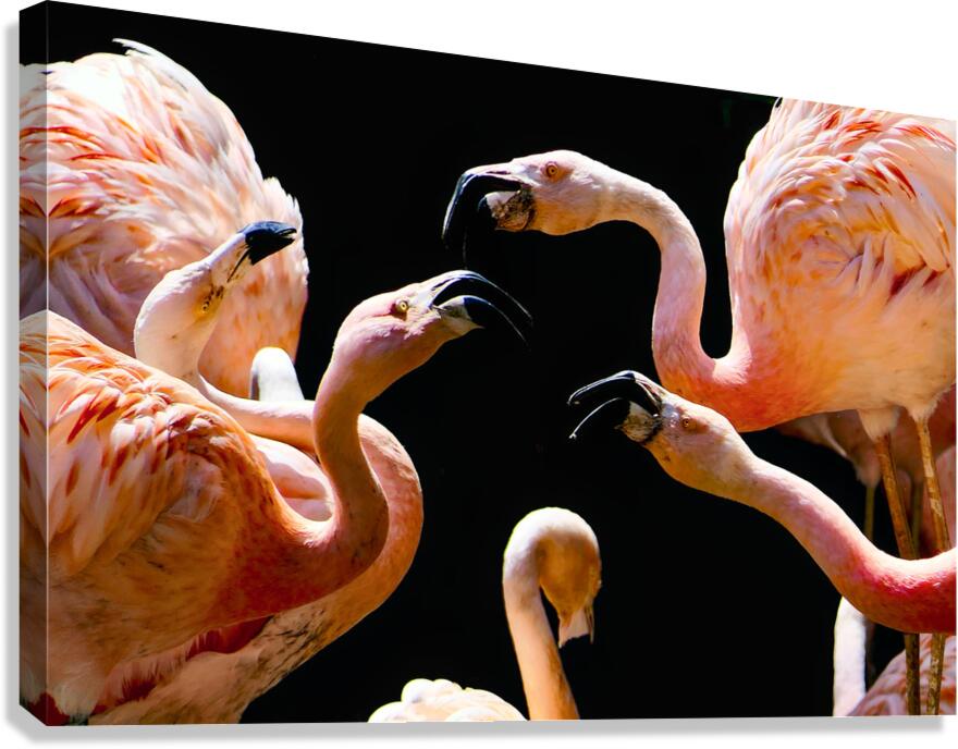 2507224 :: Giclée Stretched Canvas Print