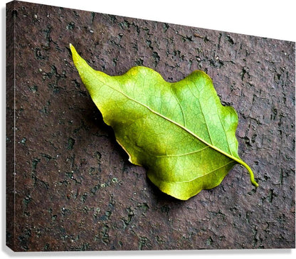 2507300 :: Giclée Stretched Canvas Print