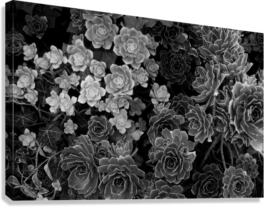 2507303 :: Giclée Stretched Canvas Print