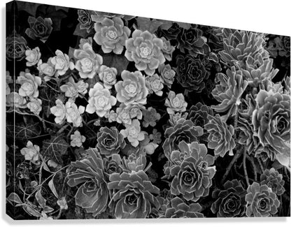 2507303 :: Giclée Stretched Canvas Print