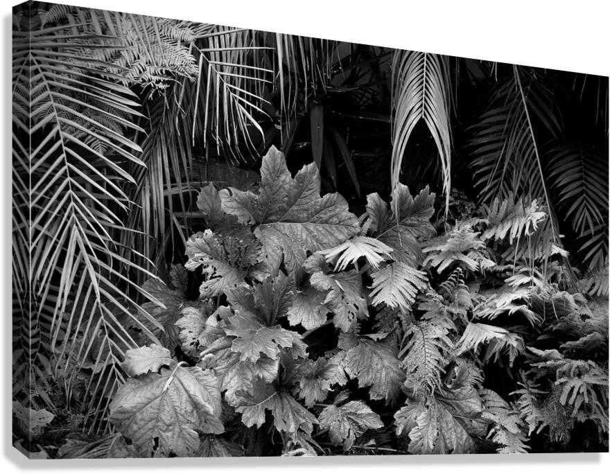 2507308 :: Giclée Stretched Canvas Print