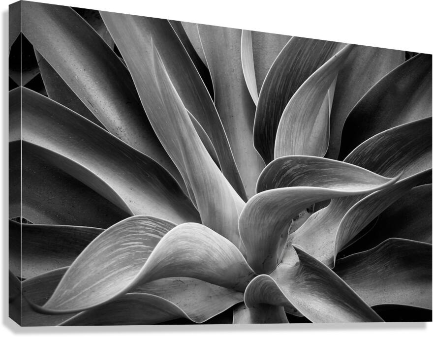 2507309 :: Giclée Stretched Canvas Print