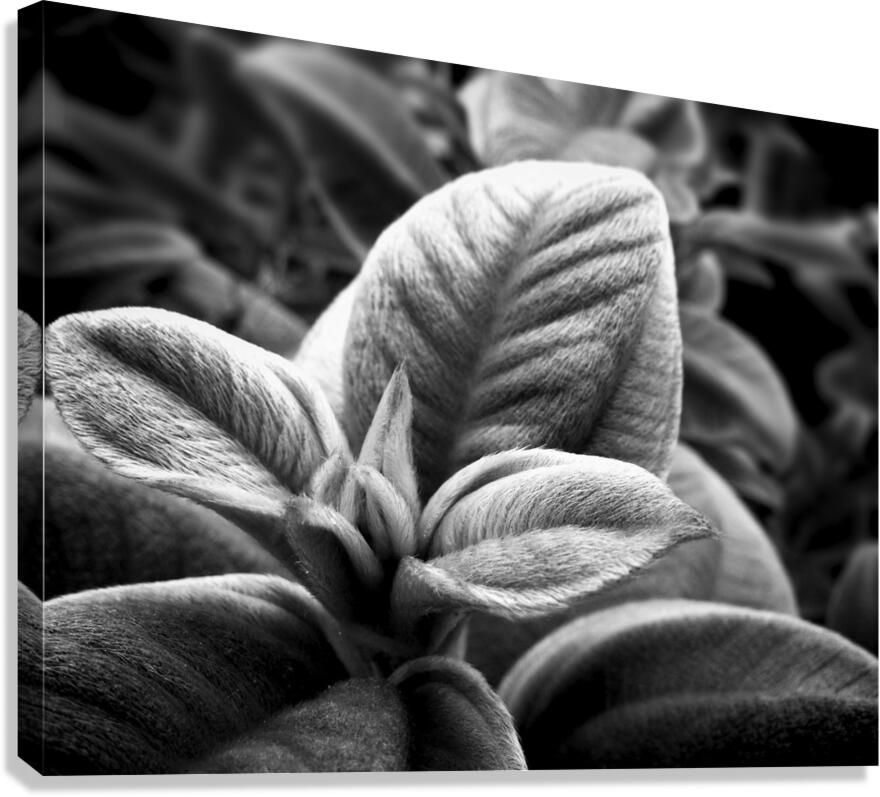 2507310 :: Giclée Stretched Canvas Print