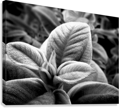 2507310 :: Giclée Stretched Canvas Print