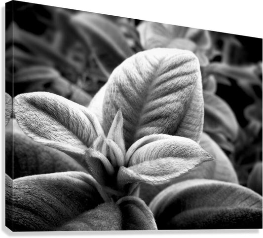 2507310 :: Giclée Stretched Canvas Print