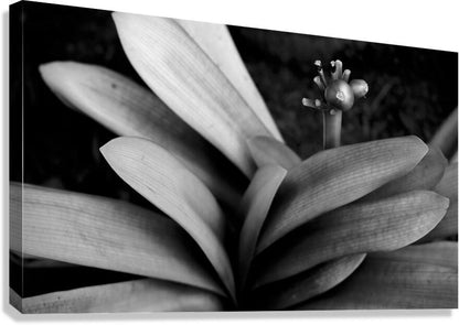 2507311 :: Giclée Stretched Canvas Print