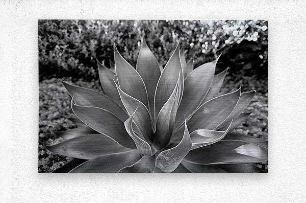 2504122 :: Brushed Metal Print