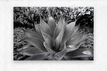 2504122 :: Brushed Metal Print