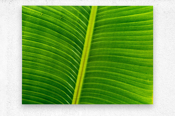 2504123 :: Brushed Metal Print