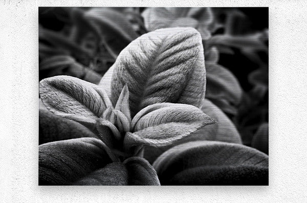 2507310 :: Brushed Metal Print