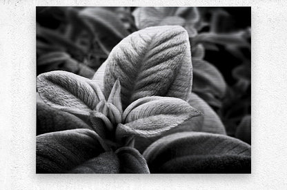 2507310 :: Brushed Metal Print