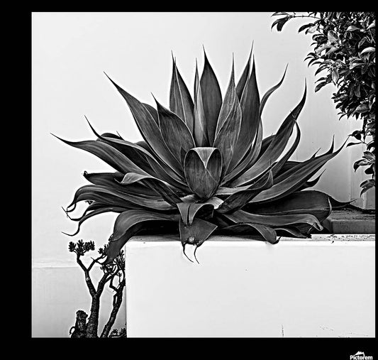 2472630 :: Giclée Stretched Canvas Print