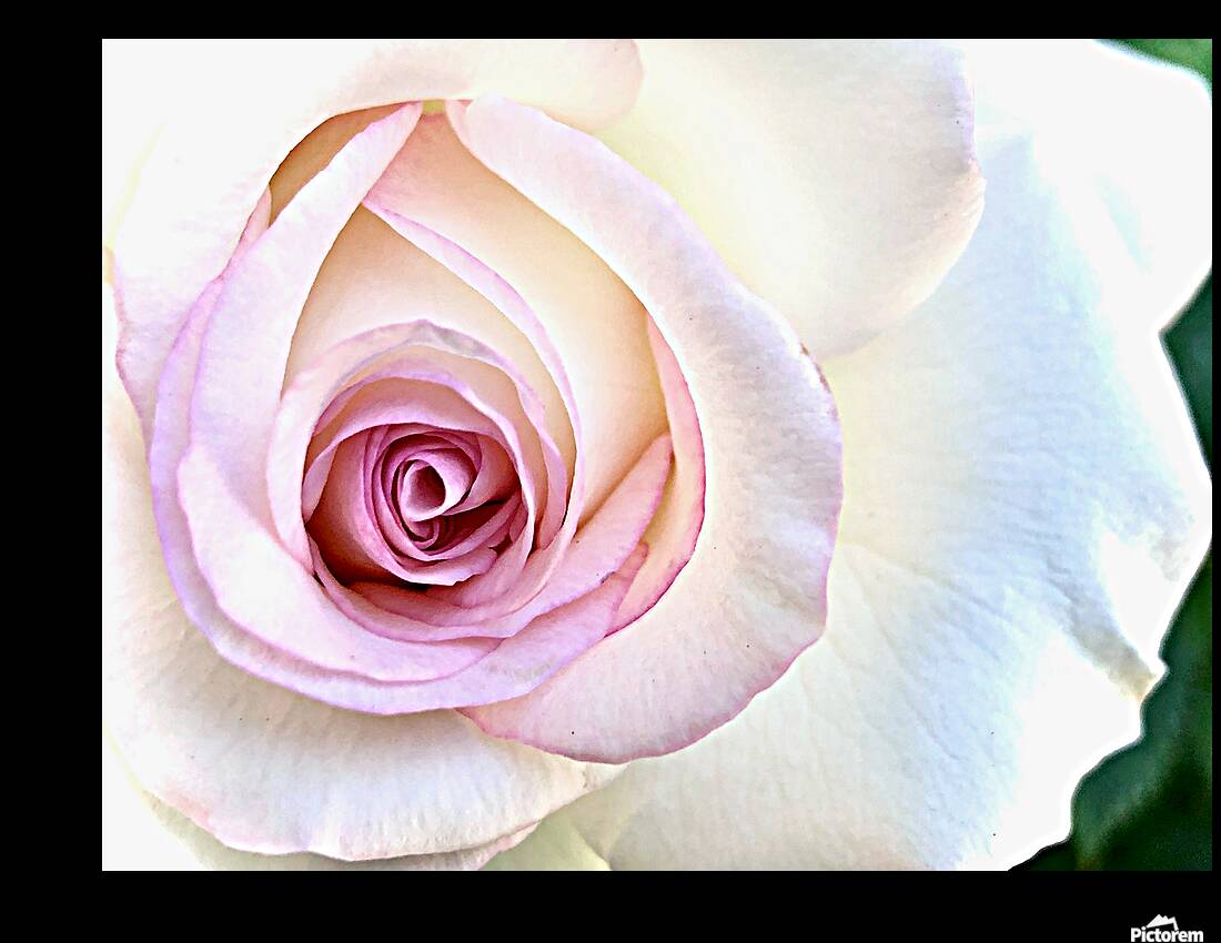 2504124 :: Giclée Stretched Canvas Print