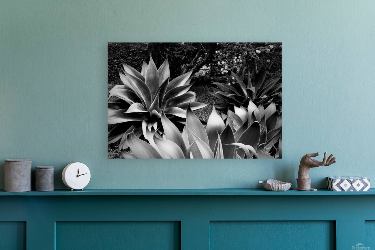 2504125 :: Giclée Stretched Canvas Print