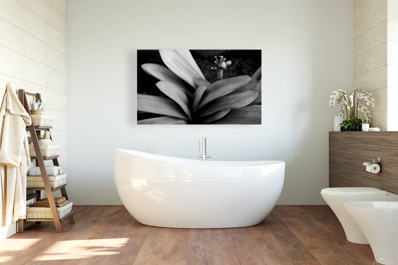 2507311 :: Giclée Stretched Canvas Print