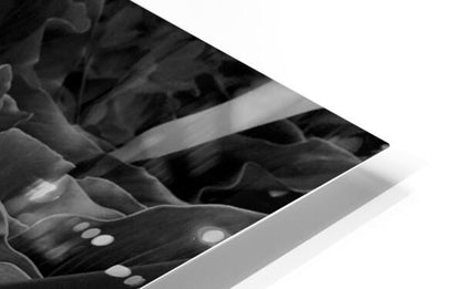 2504117 :: HD Sublimation Metal Print