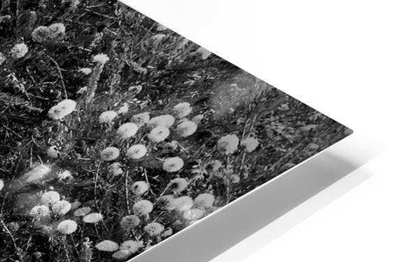 2504126 :: HD Sublimation Metal Print