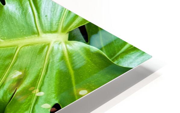2506821 :: HD Sublimation Metal Print