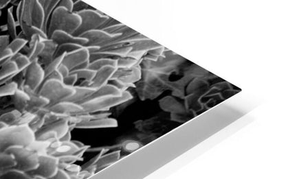 2507303 :: HD Sublimation Metal Print